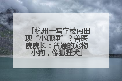 杭州一写字楼内出现“小狐狸”？兽医院院长：普通的宠物小狗，像狐狸犬